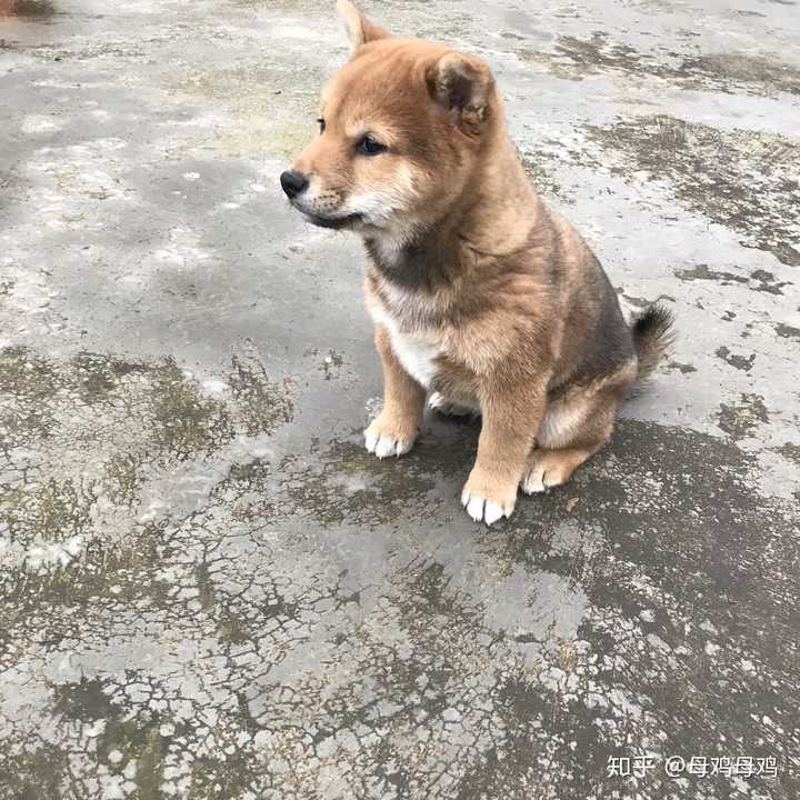 帮我看这个是胡麻柴犬么?