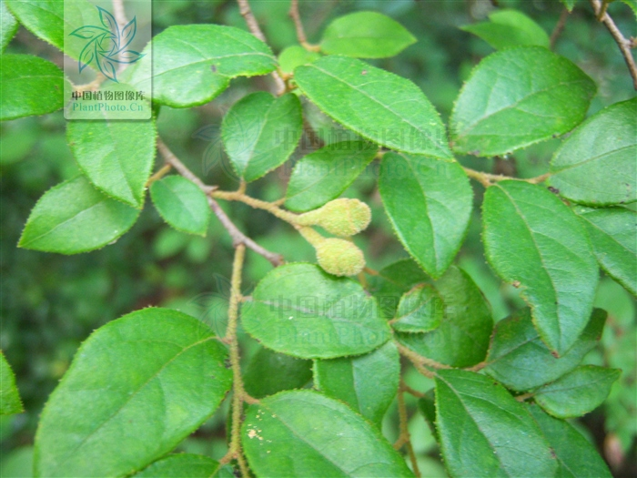 红花檵木是完全叶吗?