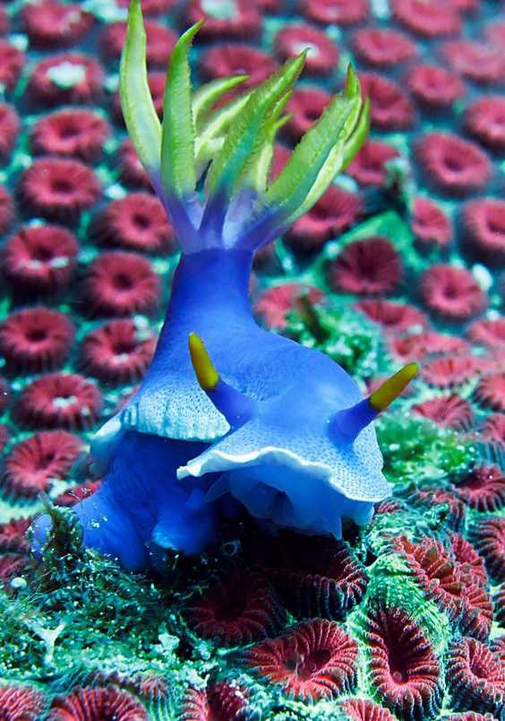 蓝蛞蝓