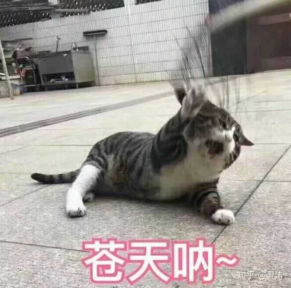 你有哪些珍藏的表情包?