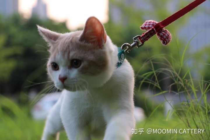 请问乳白英短算是橘猫吗?