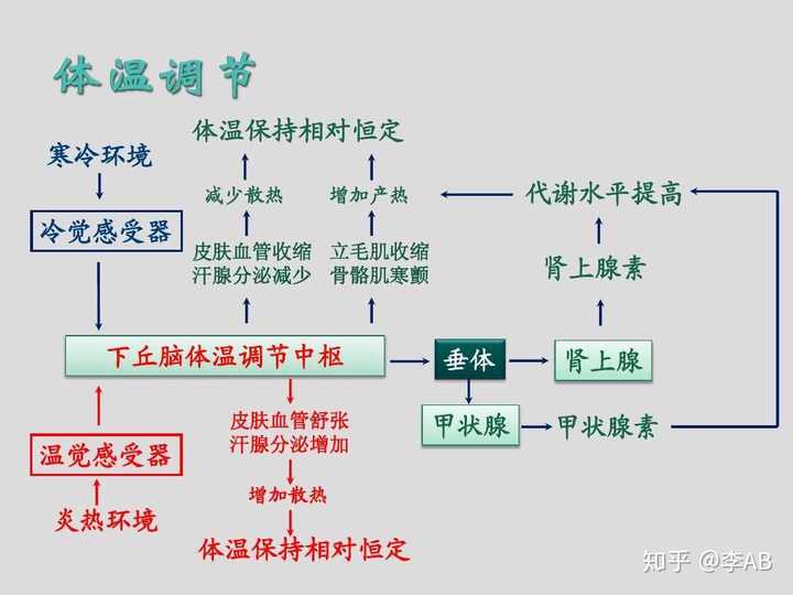 皮肤冷觉感受器感受寒冷刺激 传到下丘脑体温调节中枢(大脑产生冷觉)