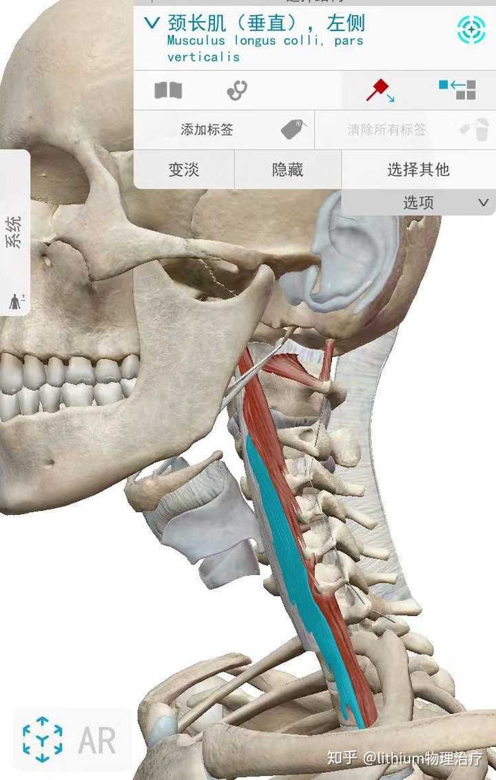 很多人对于颈椎伸屈肌不理解,应该看很多康复文章写有要脖子后面发力