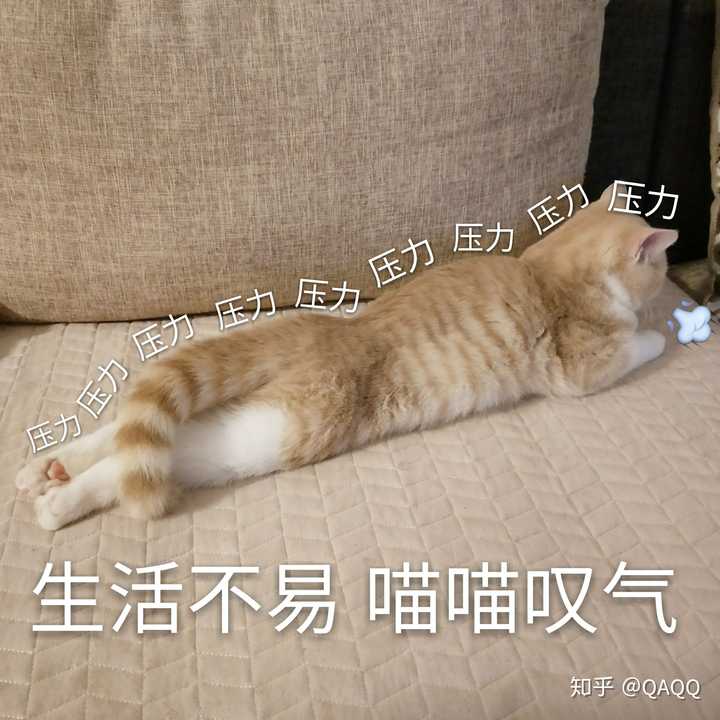 猫咪伸直后腿趴着是啥意思?