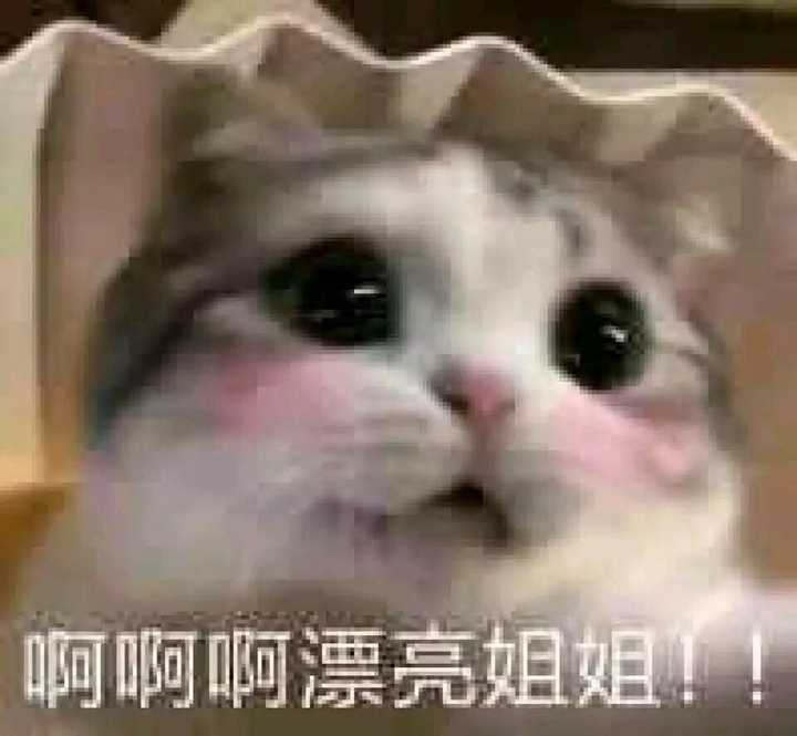 猫猫表情包是必需品啊(    )撩人的时候多趁手嘻嘻嘻嘻嘻嘻