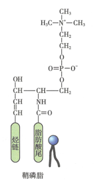 鞘磷脂分子结构示意图,来源人民卫生出版社,6版,医学细胞生物学,p70
