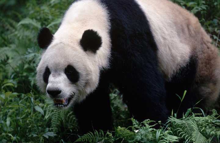 感动吗?我只能说,我不敢动,不敢动.