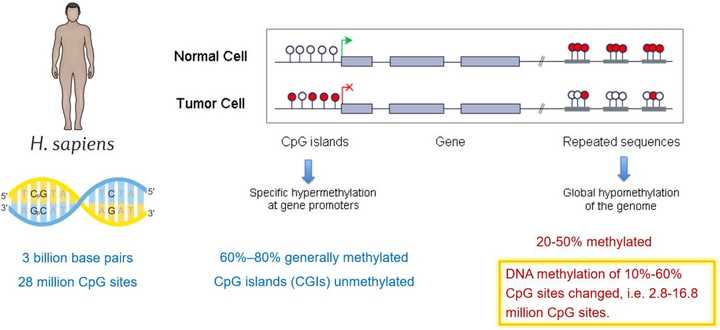 如何检测 dna 甲基化?