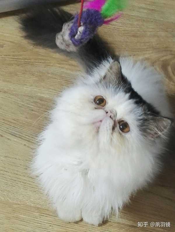 为什么加菲猫难养?