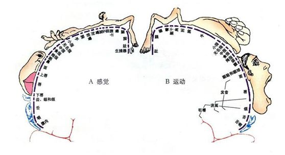 接吻对身体有好处吗?