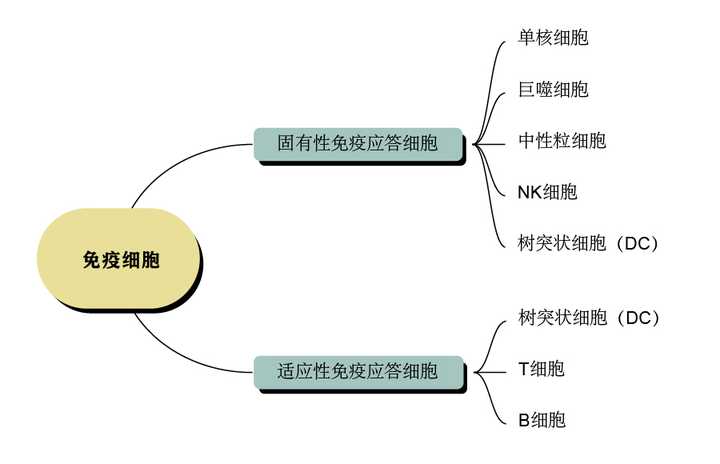 艾美里 的想法 分子与细胞生物学:免疫细胞分类及其细胞表面标志物的