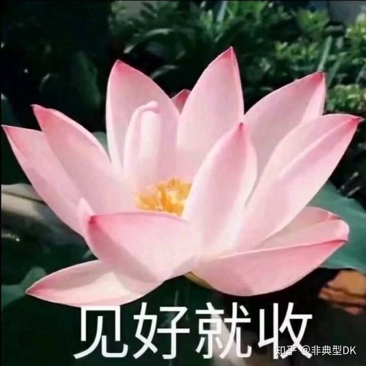 有哪些中老年女性适合的头像