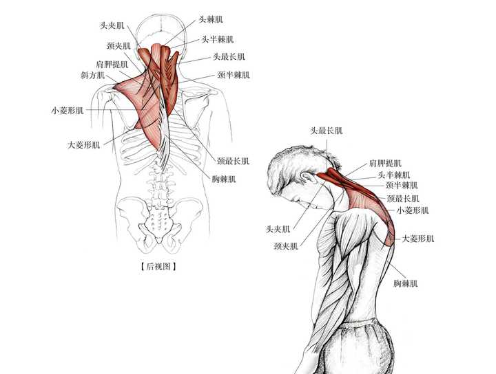 拉到的肌群 ·主要肌群:头半棘肌,颈半棘肌,头棘肌,颈棘肌,头最长肌