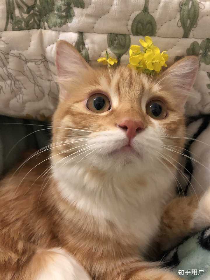 橘猫一只多少钱?