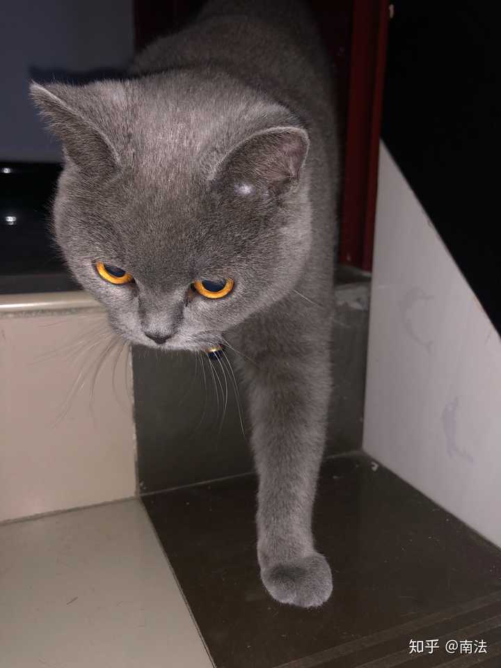 如何区分纯种蓝猫和蓝猫串?