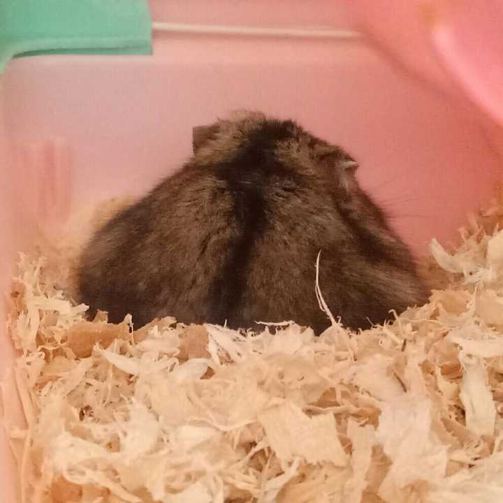 仓鼠睡觉时是怎样的?