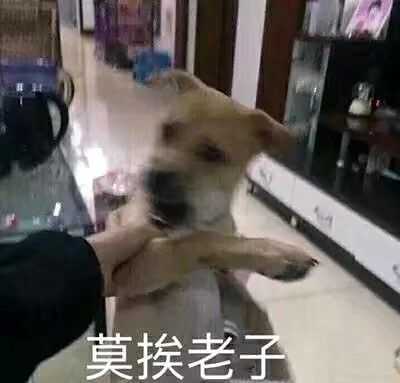然后我同桌就会发这个表情包垂死挣扎