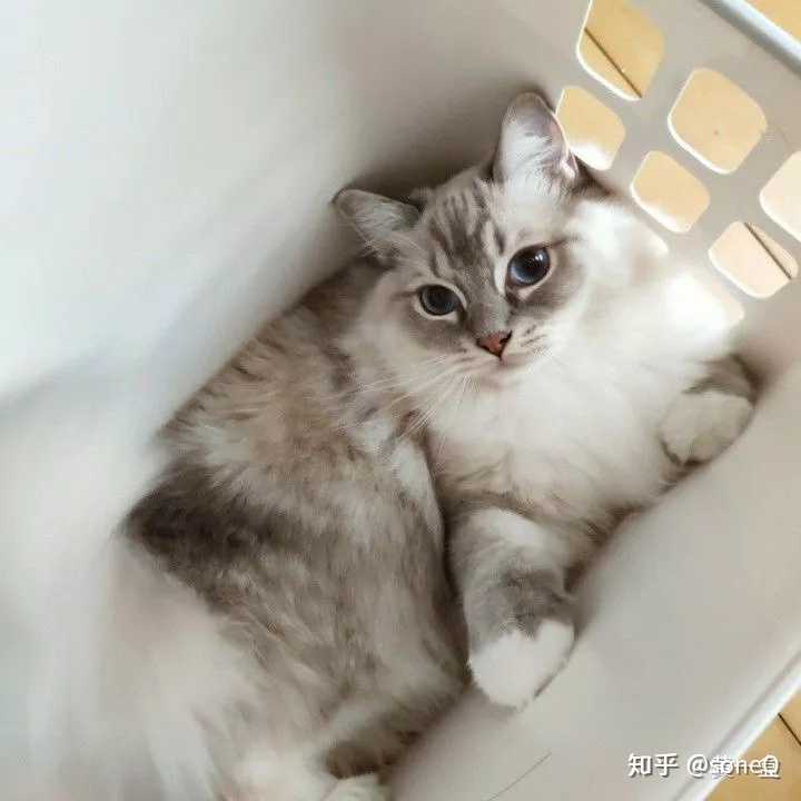 这只猫咪是山猫纹布偶吗?