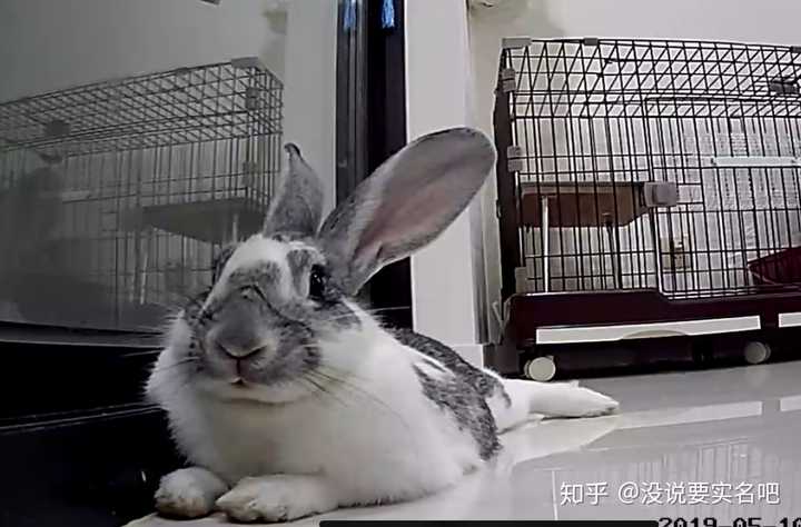 什么是肉兔?