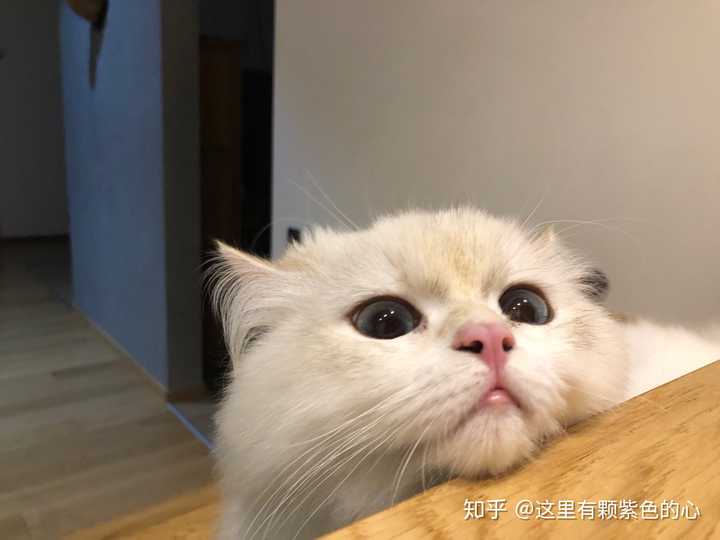 一只猫能可爱到什么程度?