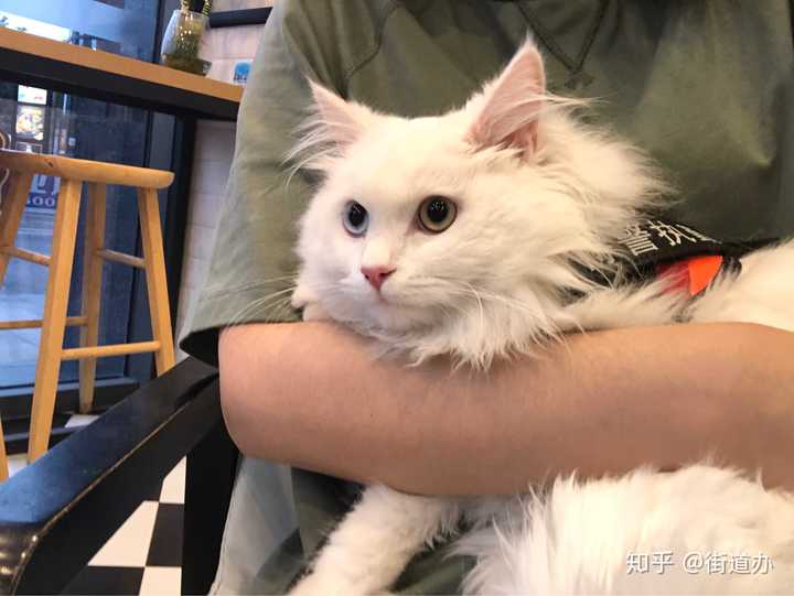 但是买猫猫的经费不足,有无推荐尽量便宜点得到一只猫猫,以及养猫的