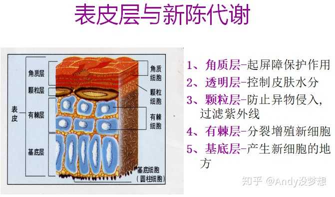 我们皮肤结构是由三层组织层,表皮层,真皮层,皮下组织