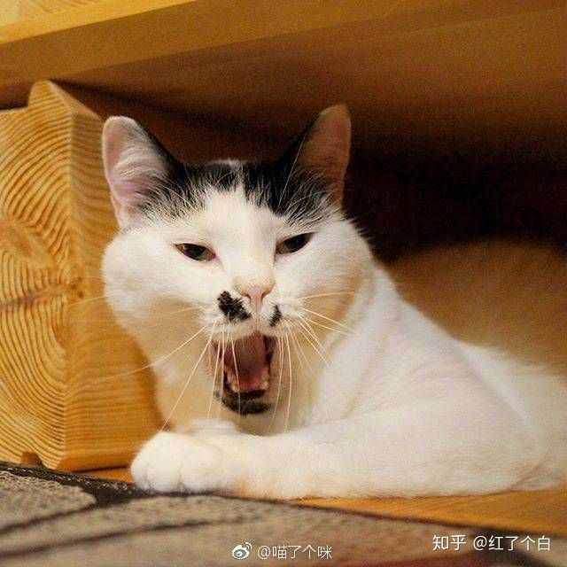 我喜欢收集丑猫的图片做表情包,比如