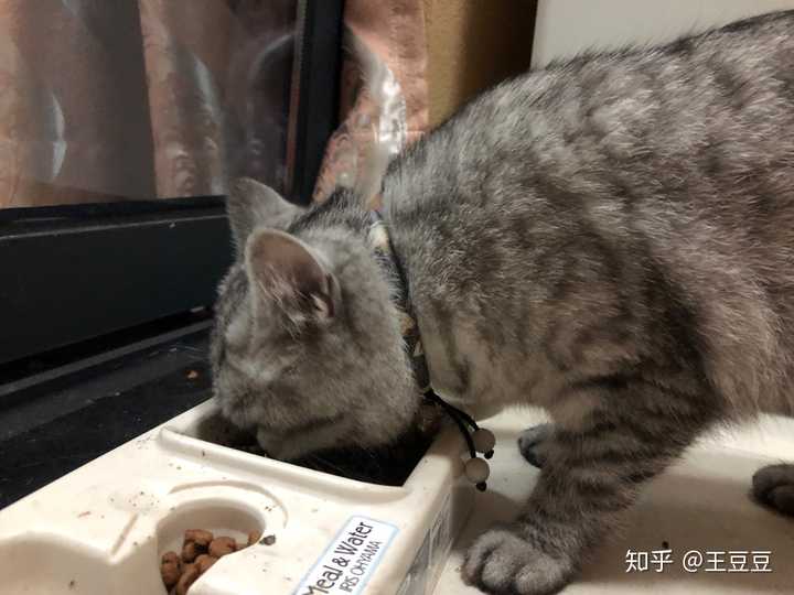 用「剪刀大法」找猫是什么原理?