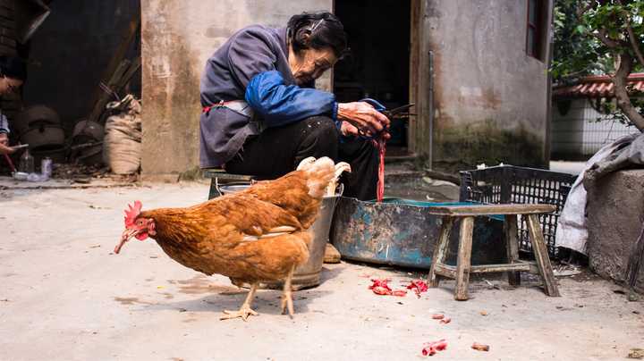 因为这张图就能完美解释,奶奶在杀鸡,而鸡在吃鸡