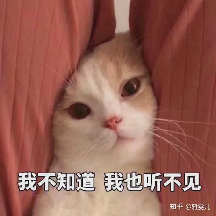 有哪些可爱到哭泣的猫咪图片或者表情包?