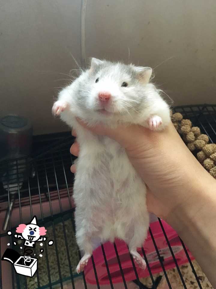 仓鼠认识主人吗?