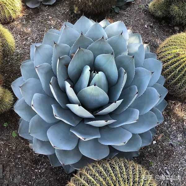 虚空藏 龙舌兰属的多肉植物 这个名字,这个颜色,这个体型,这个株型,啊