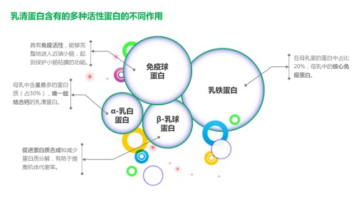 近年来,具有生物活性的乳清蛋白被认为在对抗肥胖方面能起到重要作用.