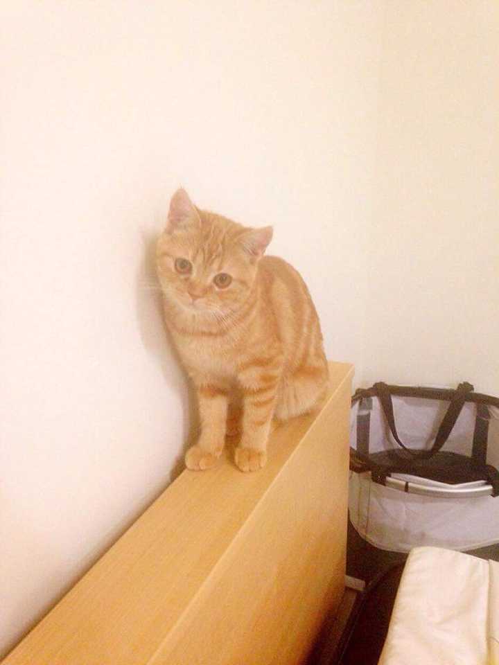 养一只橘猫是什么样的体验?