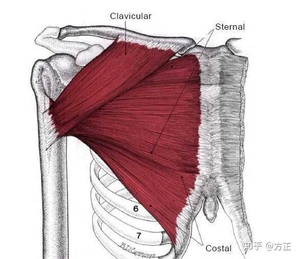 那么我们就来看看胸肌的肌肉收缩方向是什么: 这张图清晰的看到了胸肌
