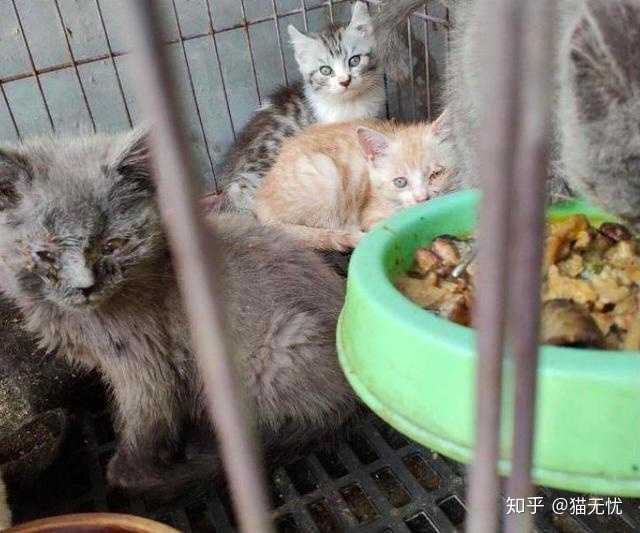 猫瘟到底怎么判定