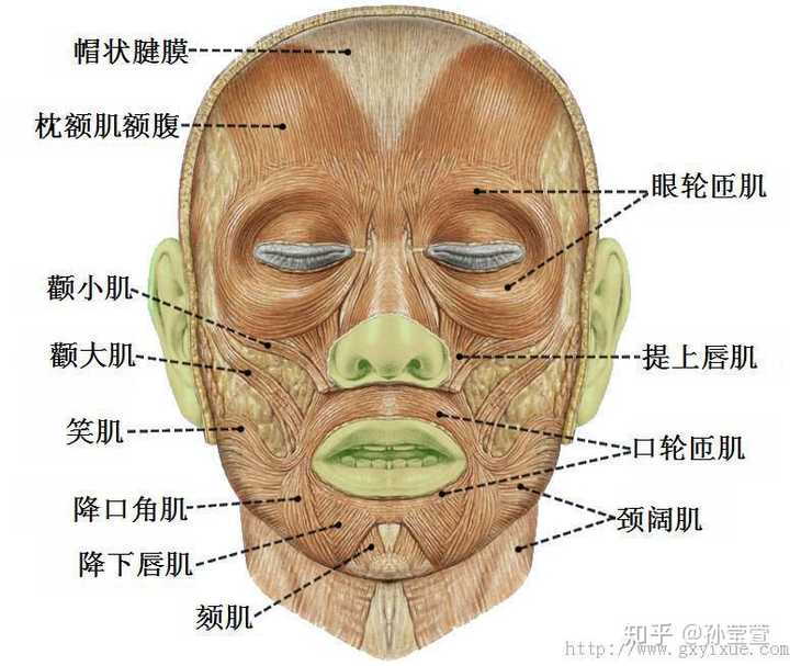 面部肌肉图