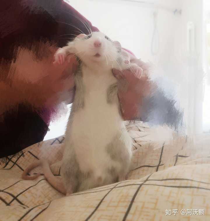 可以看看你们的花枝鼠吗?
