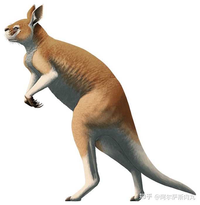 奔跑的袋鼠巨型短面袋鼠procoptodon