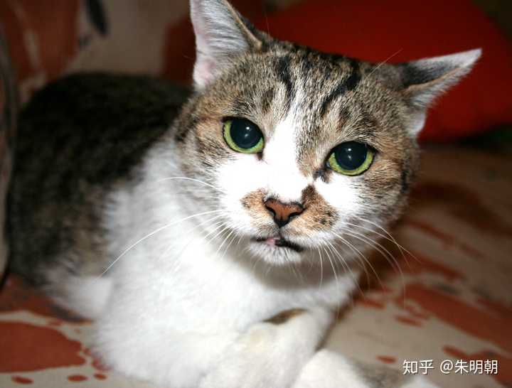 我们家的猫已经养了五年了?