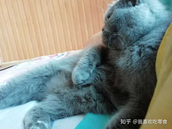 家里有只蓝猫是什么样的体验?