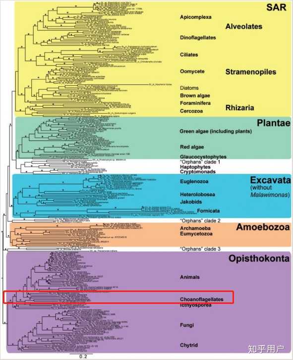 这个故事发生在真核生物进化树沧海一粟的红框框里  引自l. a.