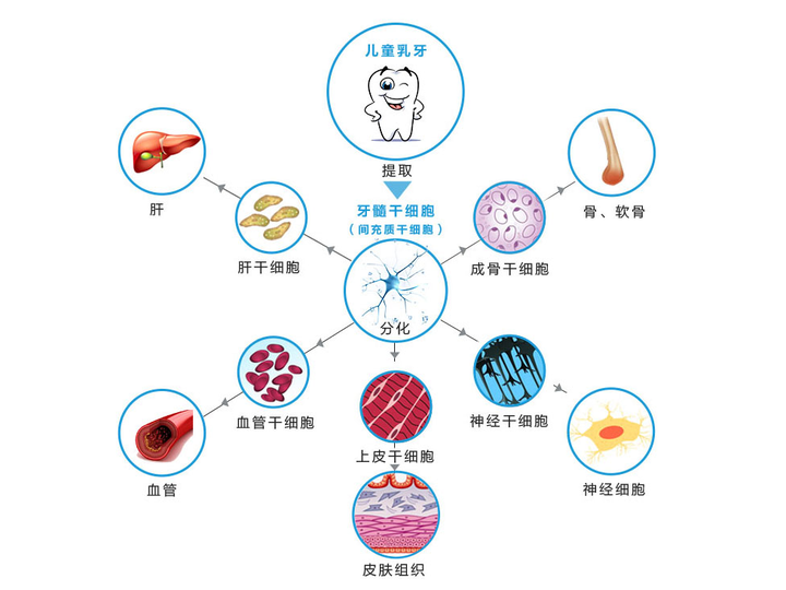 乳牙中的牙髓干细胞属于间充质干细胞,主要来源于儿童乳牙及成人智齿