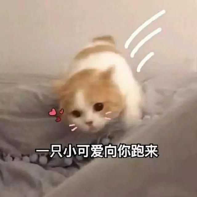 可爱的人才能看见我的可爱表情包 这几天在家实在太无聊了,就整理了