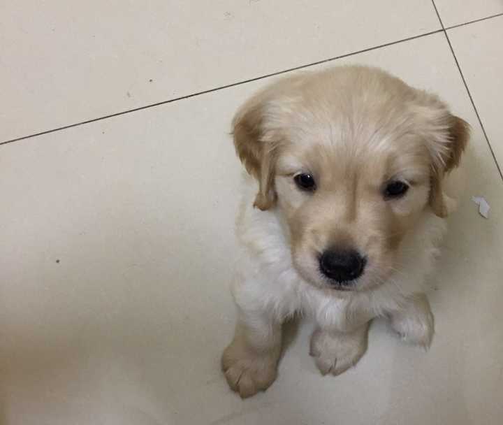 前两天买了一只金毛幼犬,一个多月,有人说不是金毛狗狗,有没有懂狗狗