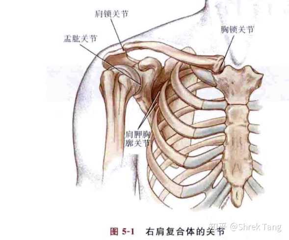首先了解一下什么是肩关节复合体 肩关节复合体包括:胸锁关节,肩锁
