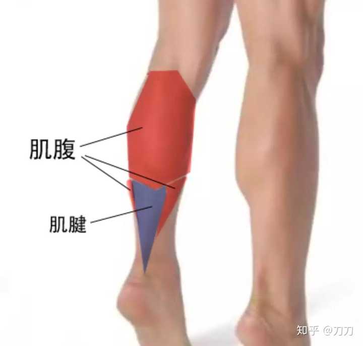 就算不踮脚,自然状态下,根据小腿肚最凸点的位置基本可以判断是长