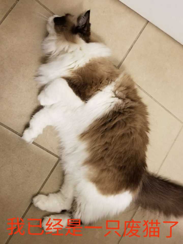 随便一躺就是.废猫