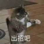 你们有没有珍藏着的猫咪表情包?