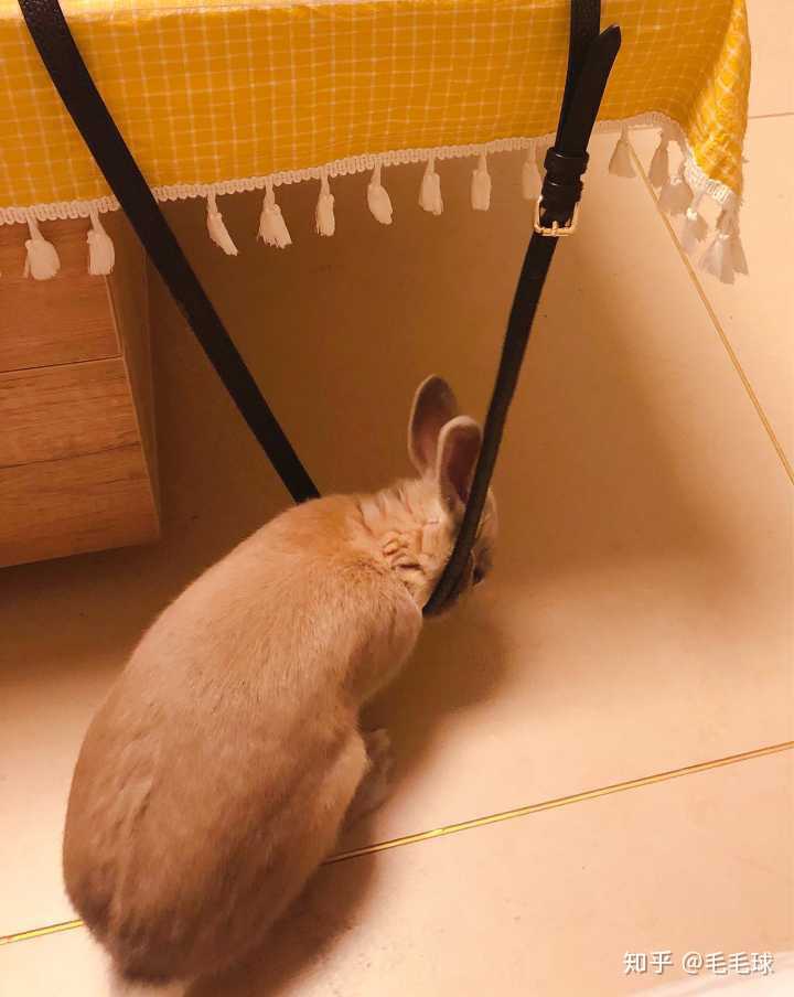 傻兔子